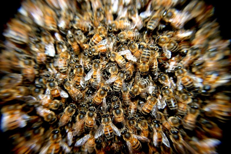 How to Be Productive With a Piñata Full of Bees Hanging Above Your Head